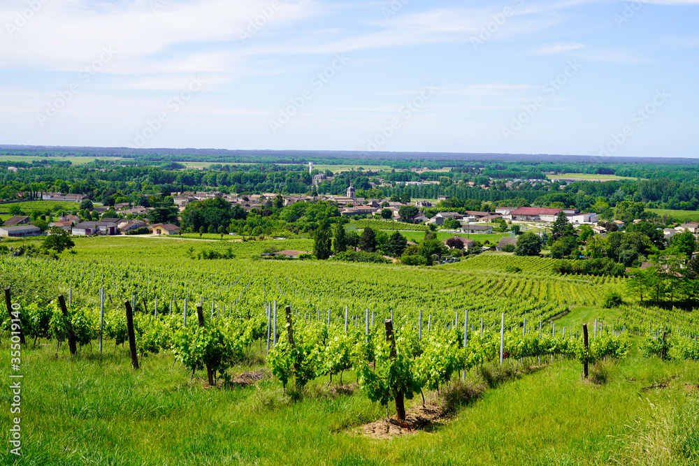 Vineyards of Saint Emilion in Bordeaux wine country france