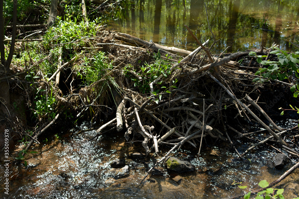Beaver dam on a stream Beaver dam on a stream
