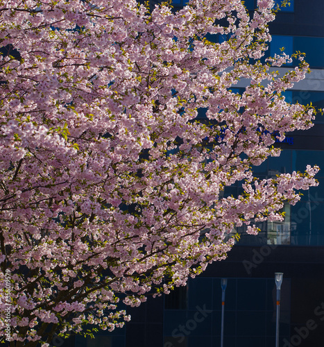 Japanese cherryblossoms in front of building