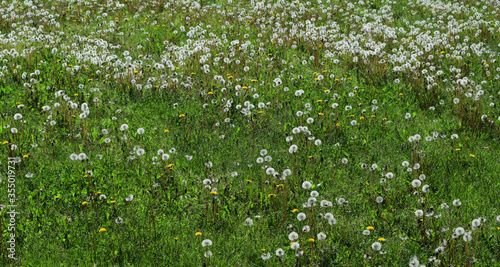 weeds of the field cr2020darrelljbanks