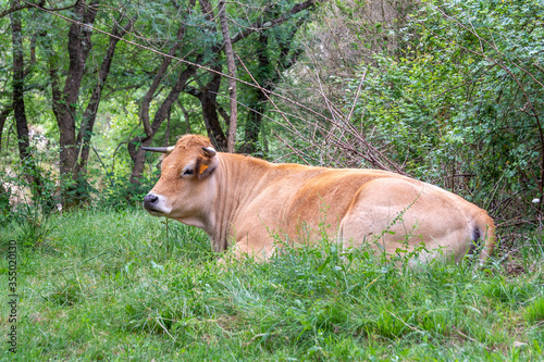 Vache dans l'herbe. © Seb_Pochet
