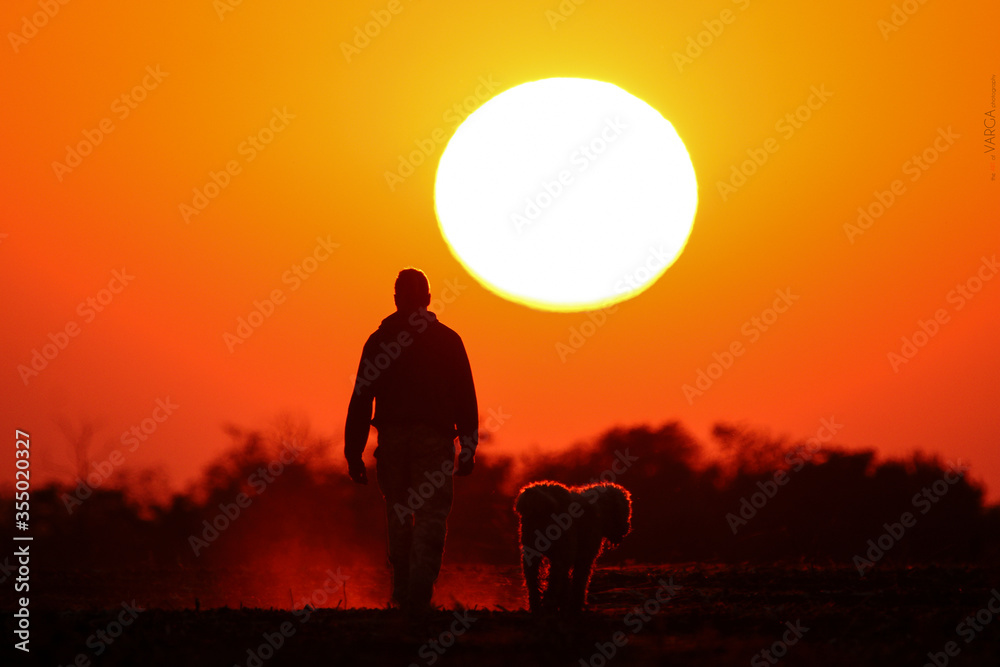 Walking in the meadow on beautiful sunny day. Man and dog silhouette