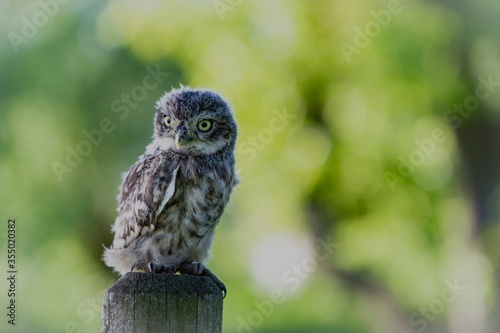 A juvenile Little Owl sitting on a pole 