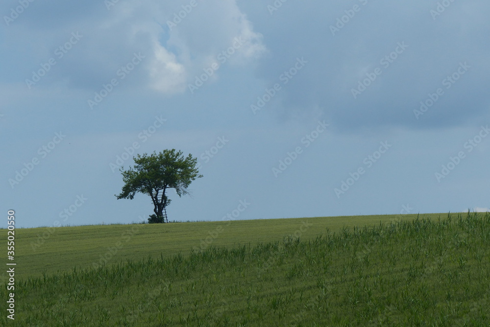 Lonely tree in a wheat or barley field