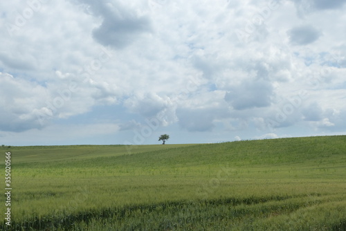 Lonely tree in a wheat or barley field photo