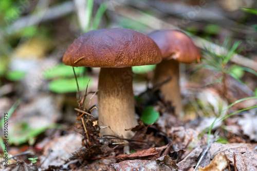 The edible, porcini mushrooms in spruce forest, close-up, selective focus. The natural background.