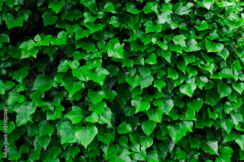 green background with leaves of ivy.