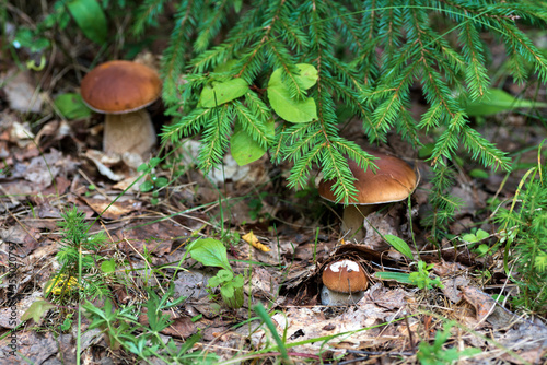 Canvastavla The edible, porcini mushrooms in spruce forest, close-up, selective focus