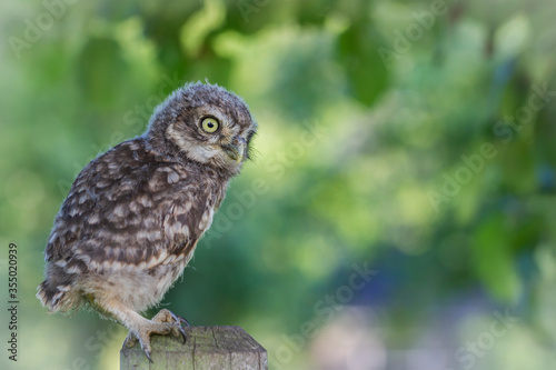 A juvenile Little Owl sitting on a pole © Mario
