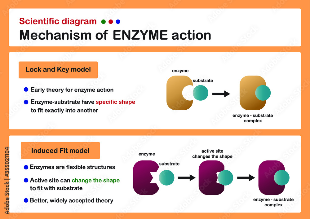 scientific diagram show mechanism of enzyme action Stock Vector | Adobe ...