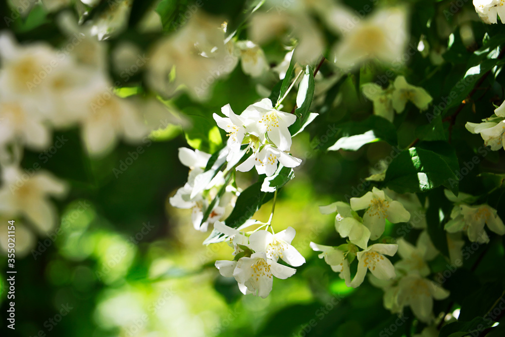 Beautiful summer background with white blossom flowers.Abstract backdrop for text or design.Fresh saturated green foliage.