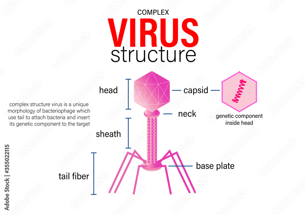 Scientific diagram show complex virus structure