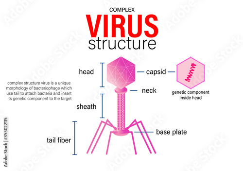 Scientific diagram show complex virus structure