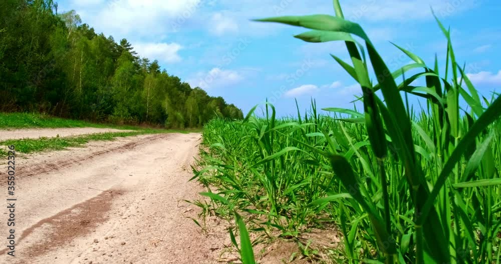 Slow motion. Low angle: Cinematic shot of a young wheat sprouts on a large green farm field. Country road near farm field on a sunny day. Dirt road through a field of young wheat. Slow motion. Low angle: Cinematic shot of a young wheat sprouts on a large green farm field. Country road near farm field on a sunny day. Dirt road through a field of young wheat.