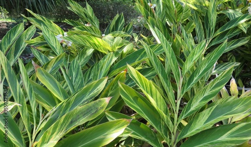 Tableau sur toile Alpinia zerumbet plant in Florida zoologilcal garden