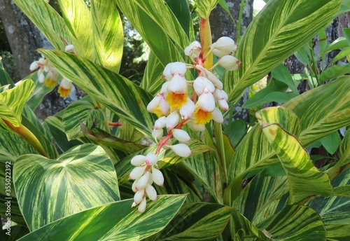 Flowering alpinia zerumbet plant in Florida zoological garden, closeup