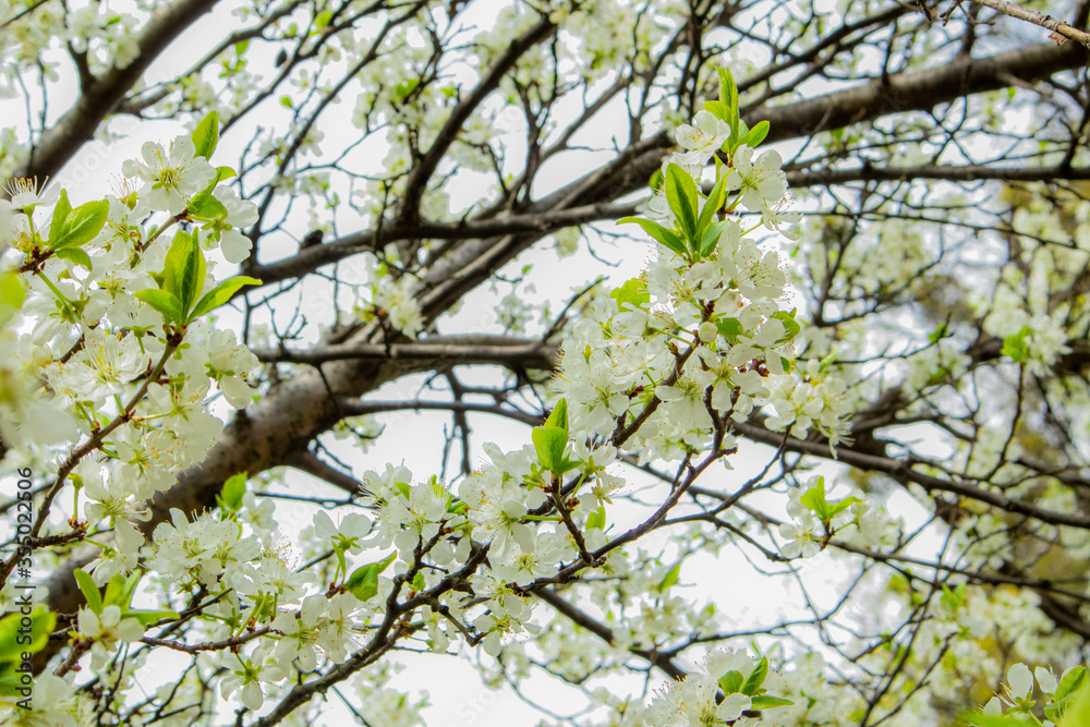 Obraz premium Blooming Cherry in spring. Spring nature.