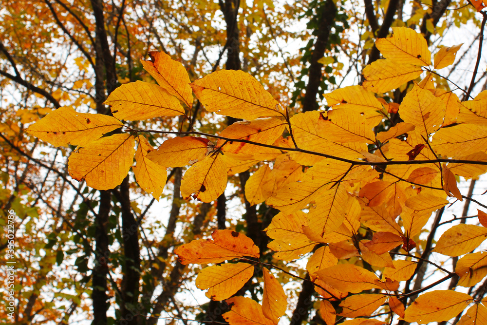Autumn and fall leaves, colorful nature close-up. Orange, red and yellow colors in nature background. Autumn and fall leaves, colorful nature close-up. Orange, red and yellow colors in nature background.