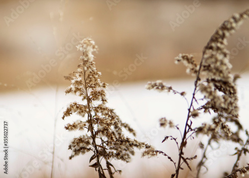 Plants in the snow © AFijas