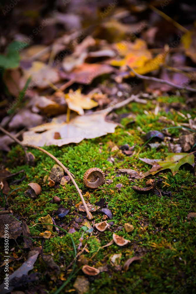 Acorn Shells on Green Moss n Clifty Creek Park, Southern Indiana Acorn Shells on Green Moss n Clifty Creek Park, Southern Indiana