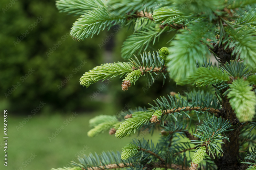 young green needle of conferous fir tree. Spring time, early nature renewal. Copy space for text. young green needle of conferous fir tree. Spring time, early nature renewal. Copy space for text.