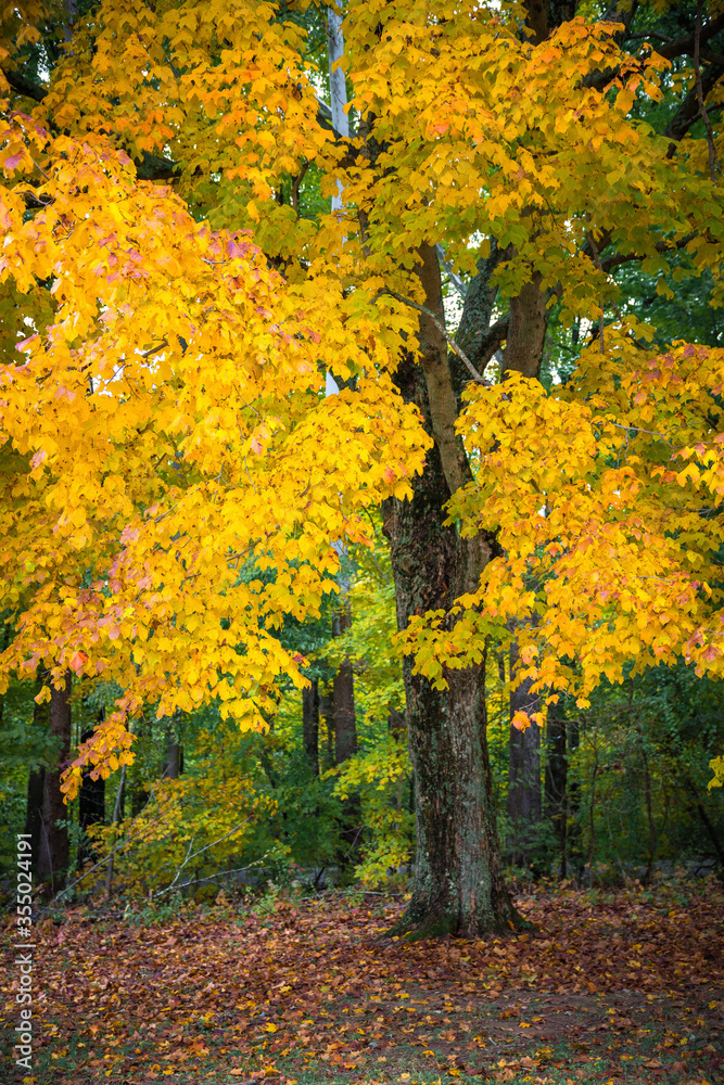 Autumn Yellow Foliage of Sugar Maple in Clifty Creek Park, Southern Indiana Autumn Yellow Foliage of Sugar Maple in Clifty Creek Park, Southern Indiana