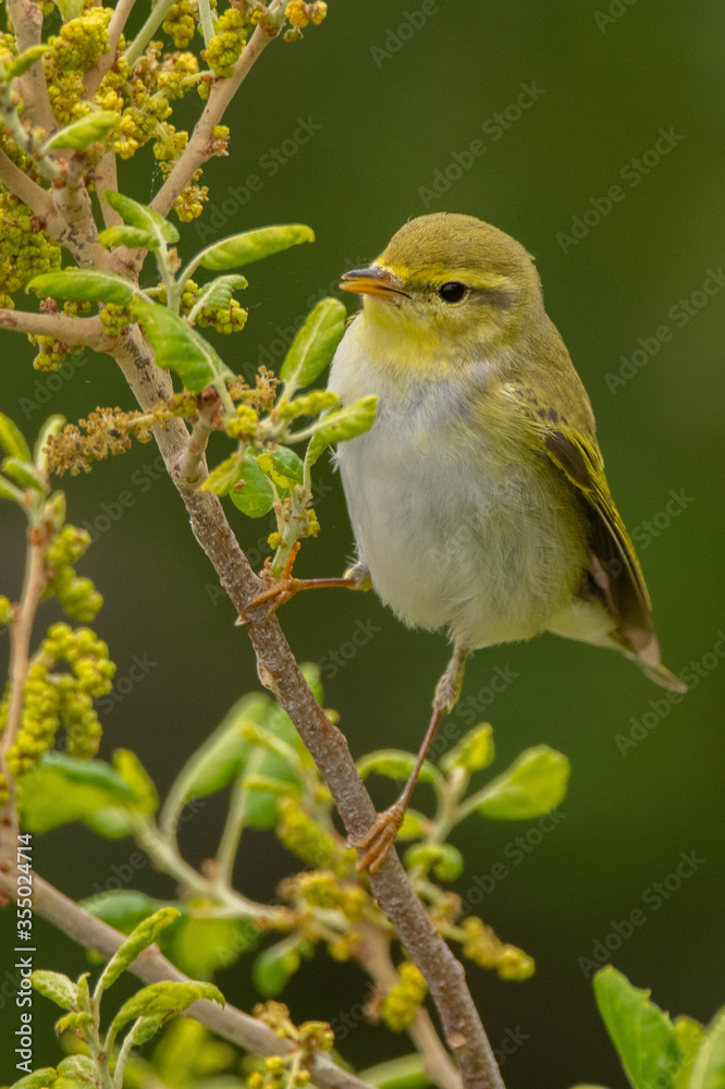 Obraz premium A wood warbler (Phylloscopus sibilatrix) perched