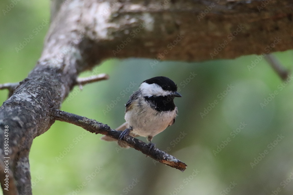 Obraz premium chickadee