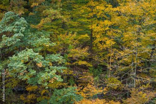 Fall Forest Foliage in Clifty Creek Park, Southern Indiana