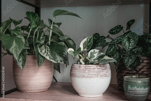 House plants on a wooden shelf.  Mini urban jungle with epipremnum and succulents plants. photo