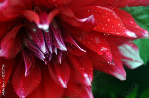 red flower macro
