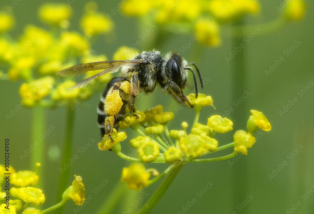 bee on a yellow field fennel flower bee on a yellow field fennel flower