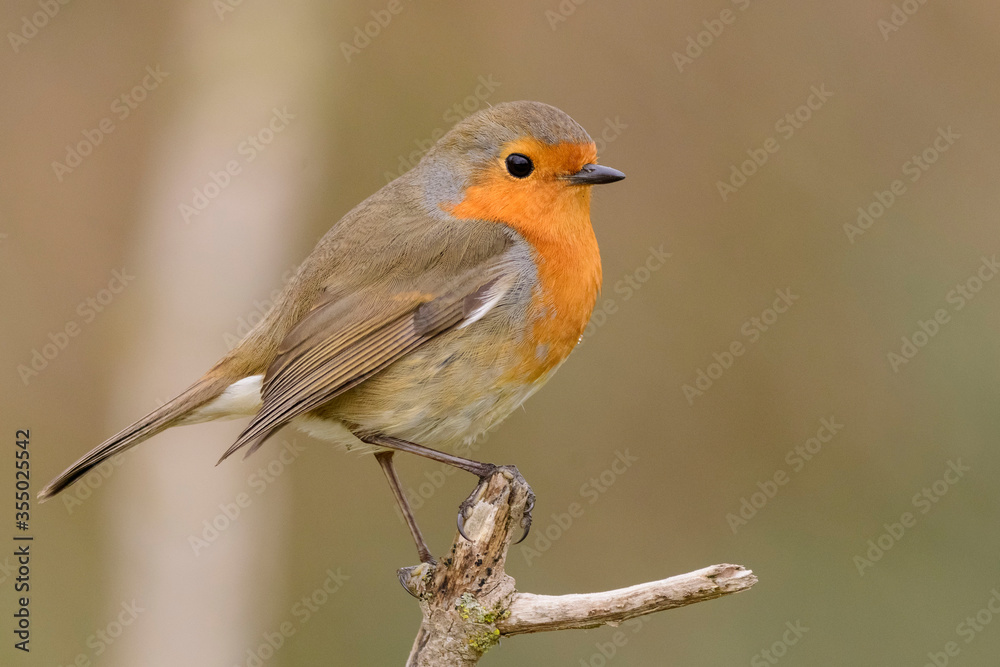 A european robin (Erithacus rubecula)