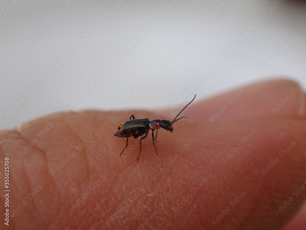 kleiner Käfer auf Daumen in Makro-Aufnahme kleiner Käfer auf Daumen in Makro-Aufnahme