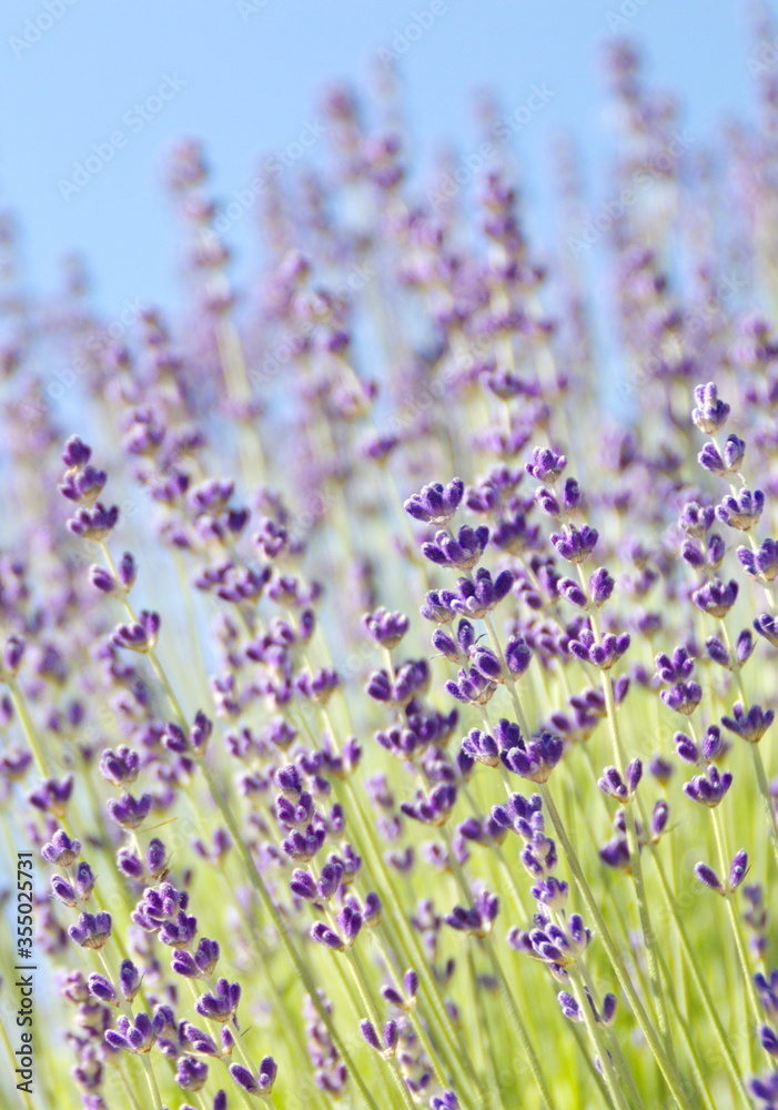 Fototapeta premium Field of Lavender, Lavandula angustifolia, Lavandula officinalis 