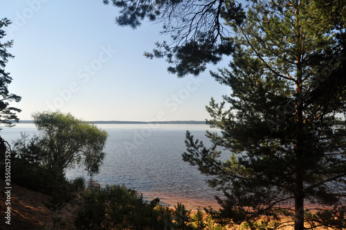 Coniferous trees on the sandy shores of Lake