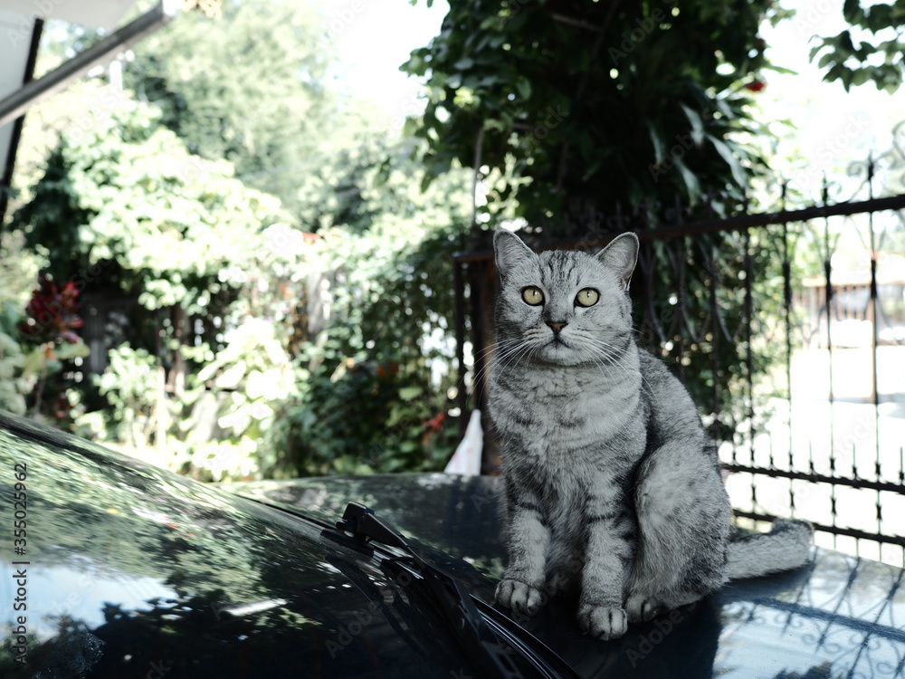 Obraz premium Persian cat on the roof of the car