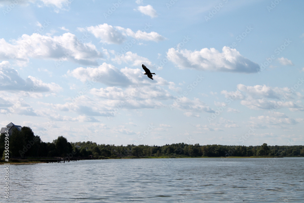 Obraz premium bird in the sky