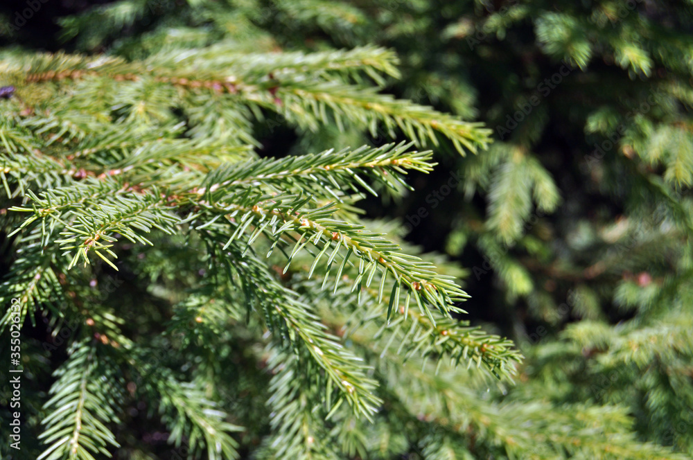 green needles spruce close up