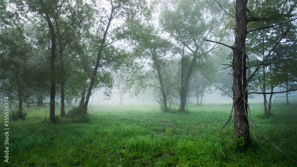 Willow trees in a lush green meadow with beautiful fog in the blue hour. Willow trees in a lush green meadow with beautiful fog in the blue hour.