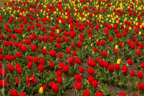 Beautiful colored tulip fields. Field with tulips.