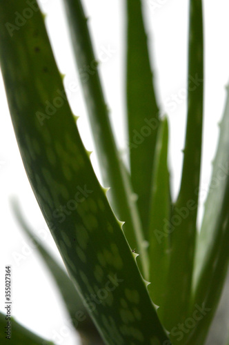 Fototapeta Naklejka Na Ścianę i Meble -  Portrait close up detail of aloe vera plant against white background