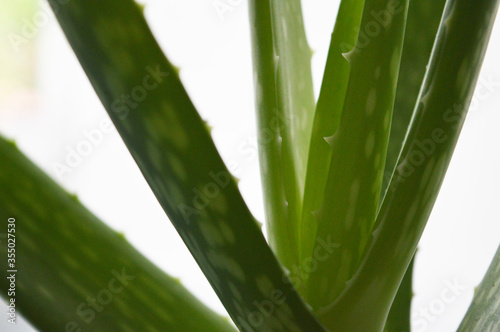 Landscape close up detail of aloe vera plant against white background