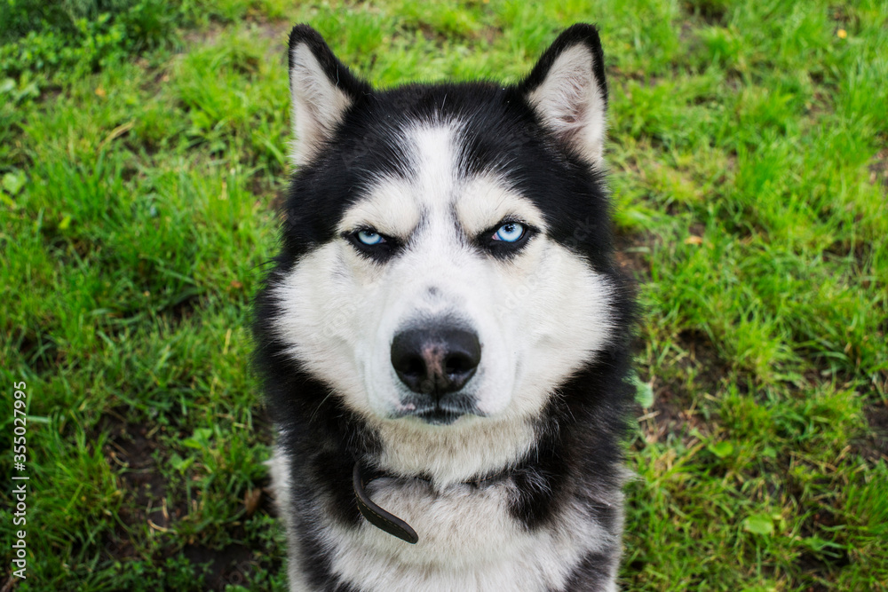Husky dog on the grass background. Portrait of a Siberian Husky. Black and white Siberian husky with blue eyes