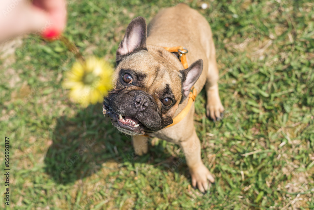 Fototapeta premium Fresh green grass close-up on a meadow in the sun. Selective focus. Summer concept