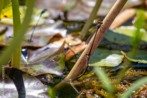 Close up of pair of red Dragon Flies, Pyrrhosoma nymphula,  mating on pond plant stem photo