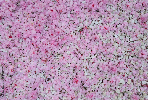 pink petals on the ground, white gravel.