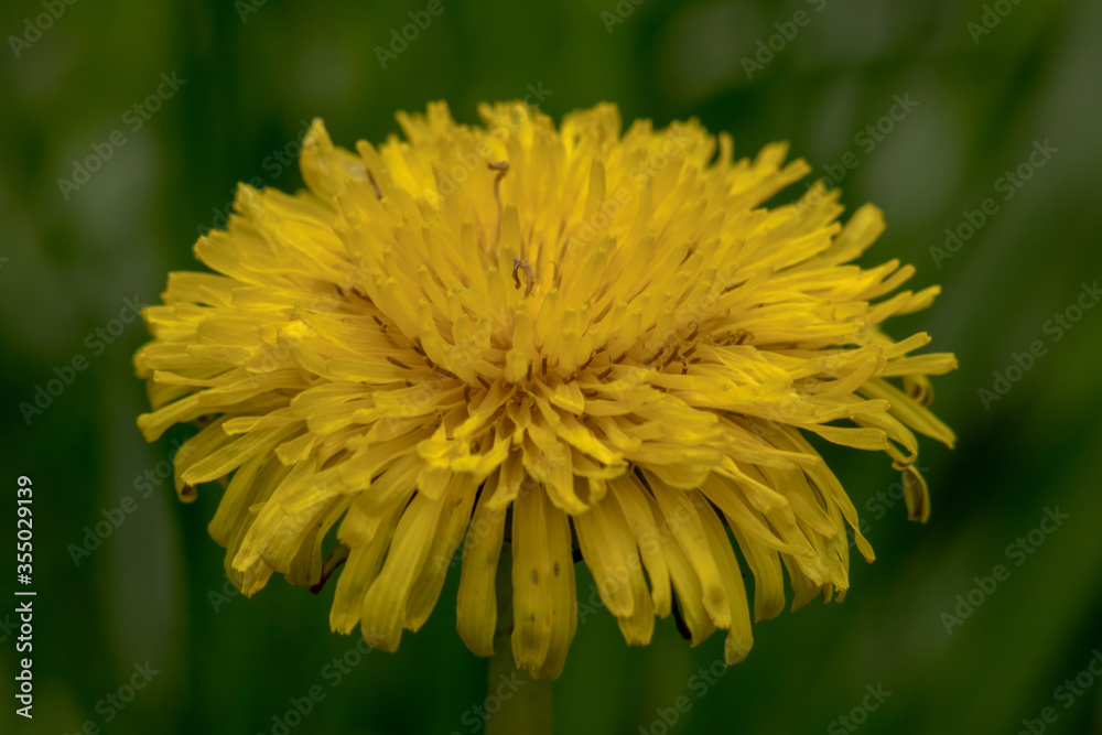 Yellow dandelions on the green field closeup