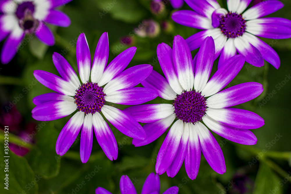 Beautiful flowers. Beautiful flowers.