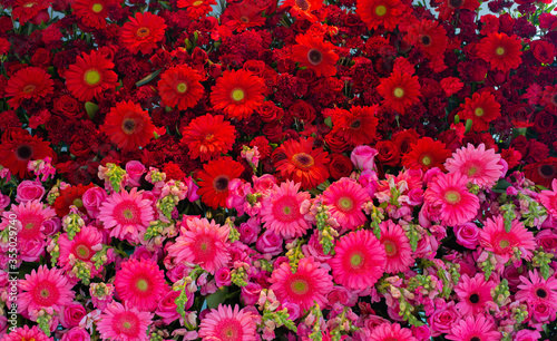 Pared de flores de color rosa y rojo © César Salas